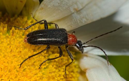 Réf. 352 893 : Dinoptera collaris